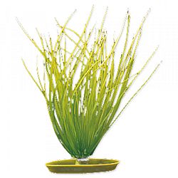 Rastlina 20cm Hairgrass