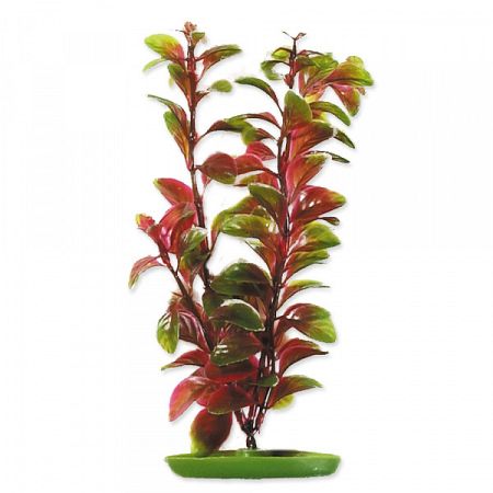 Rastlina 20cm Red Ludwigia